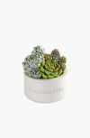 Southlake Gifts Assorted Succulent Candle With Concrete Vessel In White