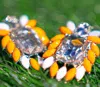 Stadium Gem Women's Game Day Glam Cluster Earrings In Orange/white In Multi