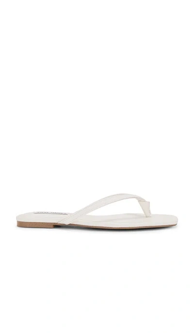 Steve Madden Marnie Flip Flops In Beige
