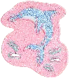 Stoney Clover Lane Dolphin Patch