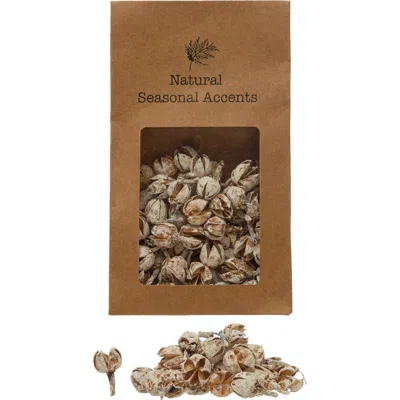 Storied Home 4oz Dried Pods In Brown