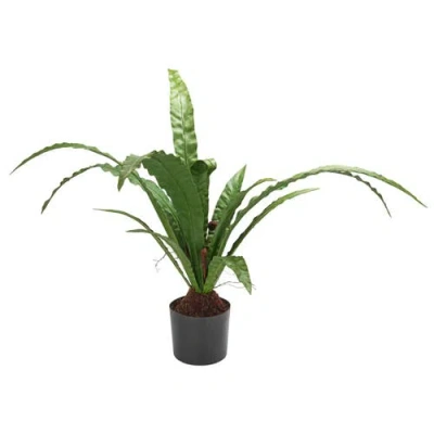 Storied Home Bird's Nest Fern Plant In Multi