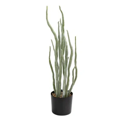 Storied Home Euphorbia Plant In Multi