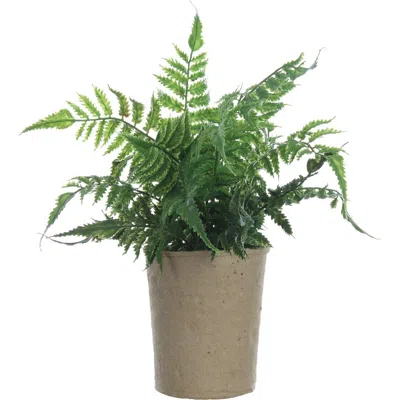 Storied Home Faux Fern In Brown