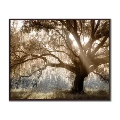 Streamline Art Virginia Oak Printed Framed Canvas Art In Brown