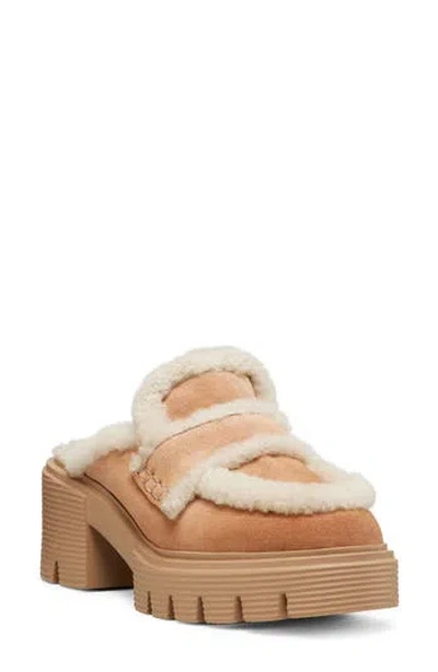 Stuart Weitzman Lennox Genuine Shearling Trim Platform Loafer In Brown