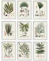 Stupell Antique Leaves Vintage Studies By Vision Studio Wall Art