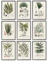Stupell Antique Leaves Vintage Studies By Vision Studio Wall Art