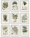 Stupell Antique Leaves Vintage Studies By Vision Studio Wall Art