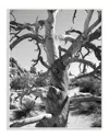 Stupell Desert Tree Photograohy By In House Art