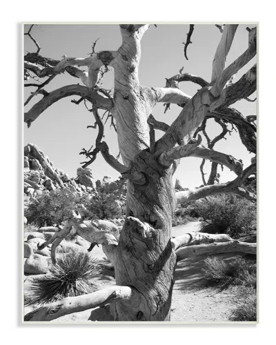 Stupell Desert Tree Photograohy By In House Art