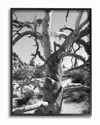 Stupell Desert Tree Photograohy By In House Art Framed Art