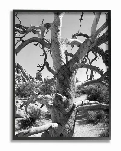 Stupell Desert Tree Photograohy By In House Art Framed Art