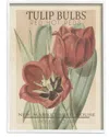 Stupell Hot Red Tulip Bulbs Antique Floral Seed Packet By Studio W Wall Art
