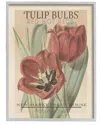 Stupell Hot Red Tulip Bulbs Antique Floral Seed Packet By Studio W Wall Art