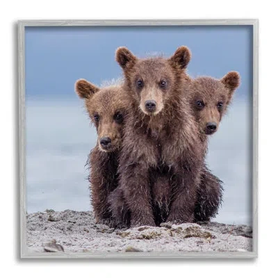 Stupell Industries Ba-414-framed Baby Bear Cubs Photography By Paolo Mignosa Single Picture Frame Print On Canvas In Farmhouse Gray Framed Giclee