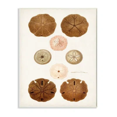 Stupell Industries Beach Sand Dollar Illustration Vintage Marine Study By Unknown Artist - Graphic Art Print On Canvas In Wall Plaque