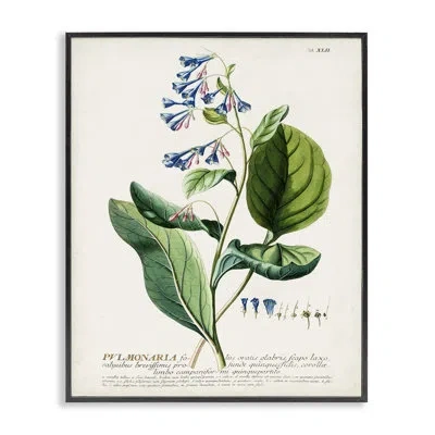 Stupell Industries Botanical Flowers Vintage Design Giclee Art By Unknown In Midnight Black Framed Giclee