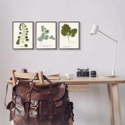 Stupell Industries Botanical Latin Study Detailed Wild Plant Leaves By World Art Group - 3 Piece Floater Frame Graphic  In Midnight Black Framed Giclee
