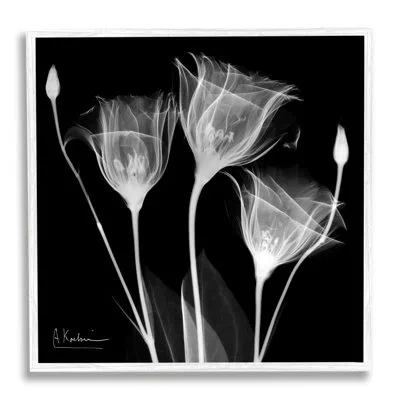 Stupell Industries Contemporary Tulip X-ray Framed On Wood Photograph In Coastal White Framed Giclee