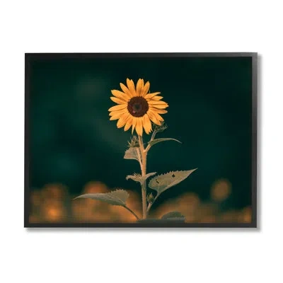 Stupell Industries Dark Sunflower Nature By Daniel Sproul In Midnight Black Framed Giclee