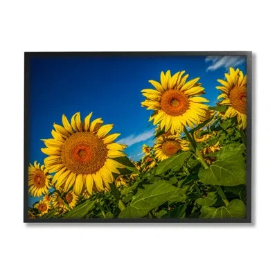 Stupell Industries Gorgeous Sunflower Field Summery Blue Clouds Sky By Steve Smith - Floater Frame Photograph On Canvas In Midnight Black Framed Giclee