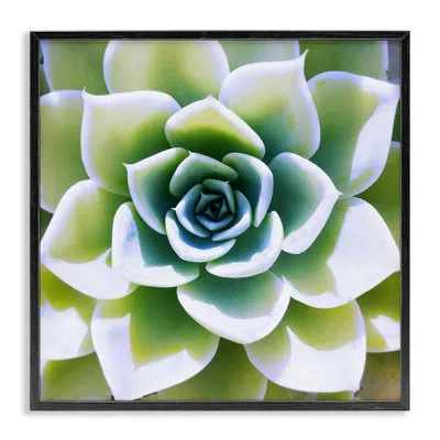 Stupell Industries Green Succulent Nature Close Up By Irena Orlov - Floater Frame Photograph On Wood In Midnight Black Framed Giclee