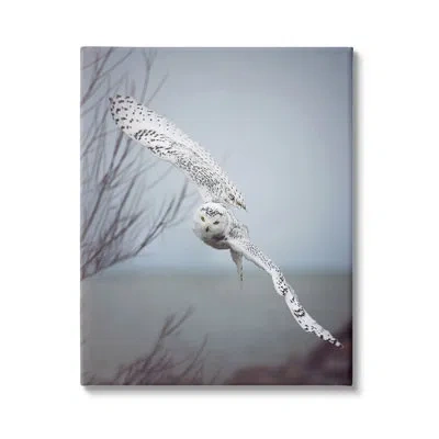 Stupell Industries Majestic Snowy Owl Flying Wingspan By Carrie Ann Grippo-pike - Floater Frame Photograph In Wrapped Canvas