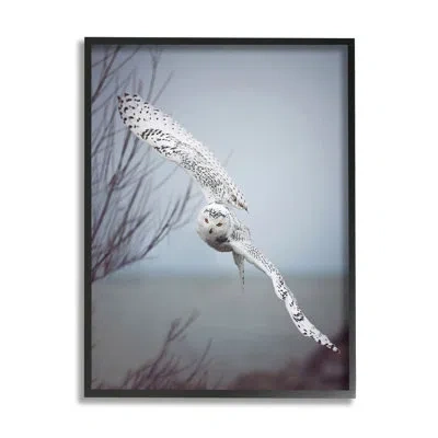 Stupell Industries Majestic Snowy Owl Flying Wingspan Wildlife By Carrie Ann Grippo-pike - Floater Frame Photograph On  In Midnight Black Framed Giclee