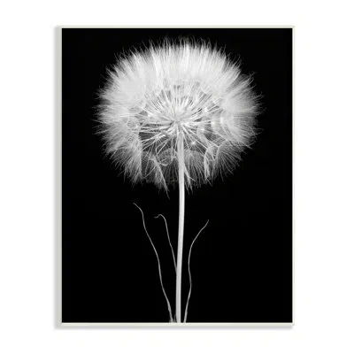 Stupell Industries Modern Fluffy Dandelion Stem Black & White Photography By Jadei Graphics - Photograph In Wall Plaque