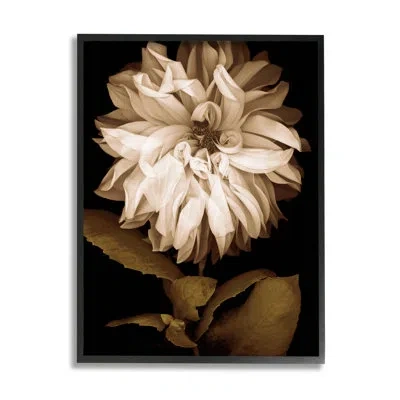 Stupell Industries Modern White Chrysanthemum Petals By Caroline Kelly - Floater Frame Photograph On Wood In Midnight Black Framed Giclee