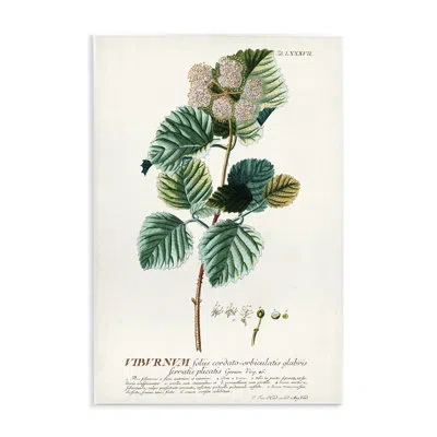 Stupell Industries Scientific Botanical Plant Seeds Wall Plaque Art By Unknown In Green