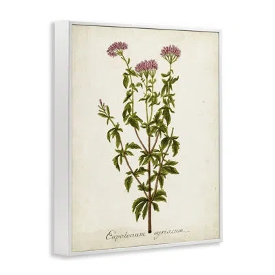 Stupell Industries Scientific Flower Study Giclee Art By Unknown Bg-042 In Coastal White Framed Giclee