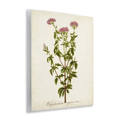 Stupell Industries Scientific Flower Study Wall Plaque Art By Unknown In Beige