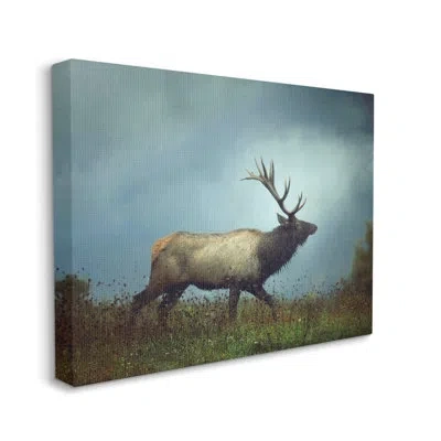 Stupell Industries Serene Elk In Nighttime Clearing By Carrie Ann Grippo-pike - Floater Frame Photograph In Wrapped Canvas