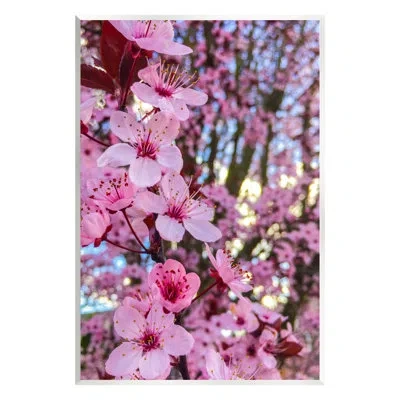Stupell Industries Spring Pink Cherry Blossom Flowers Blooming Photography By Heidi Bannon - Unframed Photograph On Mdf