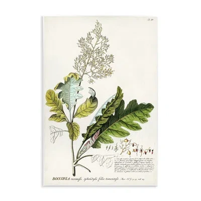 Stupell Industries Vintage Botanical Plant Illustration Wall Plaque Art By Unknown In Green