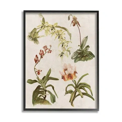 Stupell Industries Vintage Latin Study Flowers Nature By Lil' Rue - Floater Frame Graphic Art On Wood In Midnight Black Framed Giclee