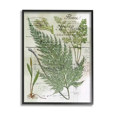 Stupell Industries Vintage Nature Fern Studies By Lil' Rue - Floater Frame Graphic Art On Wood In Midnight Black Framed Giclee