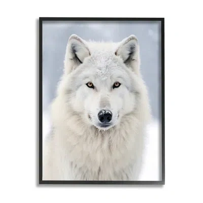 Stupell Industries White Wolf In Snow By Ray Powers Single Picture Frame Print On Canvas In Midnight Black Framed Giclee