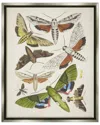 Stupell Mixed Insects Moth Latin Studies By World Art Group Wall Art
