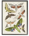 Stupell Mixed Insects Moth Latin Studies By World Art Group Wall Art