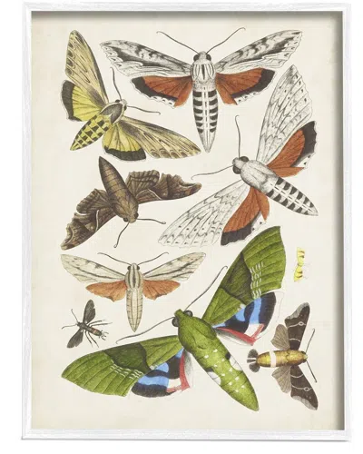 STUPELL MIXED INSECTS MOTH LATIN STUDIES BY WORLD ART GROUP WALL ART