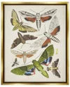 Stupell Mixed Insects Moth Latin Studies By World Art Group Wall Art