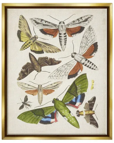 Stupell Mixed Insects Moth Latin Studies By World Art Group Wall Art In Multi