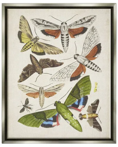 STUPELL MIXED INSECTS MOTH LATIN STUDIES BY WORLD ART GROUP WALL ART