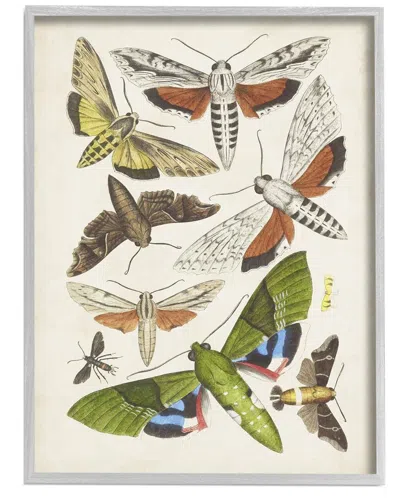 STUPELL MIXED INSECTS MOTH LATIN STUDIES BY WORLD ART GROUP WALL ART