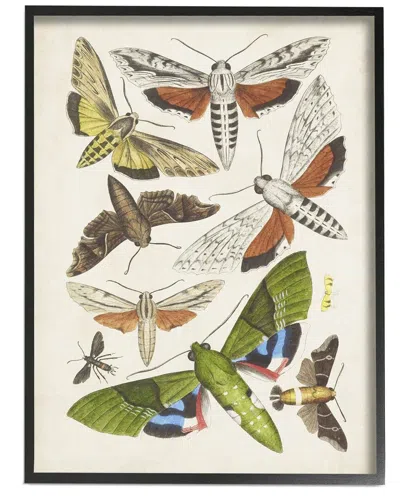 STUPELL MIXED INSECTS MOTH LATIN STUDIES BY WORLD ART GROUP WALL ART