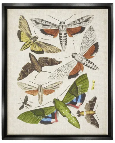 STUPELL MIXED INSECTS MOTH LATIN STUDIES BY WORLD ART GROUP WALL ART