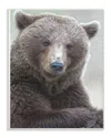 Stupell Most Interesting Bear By Stock